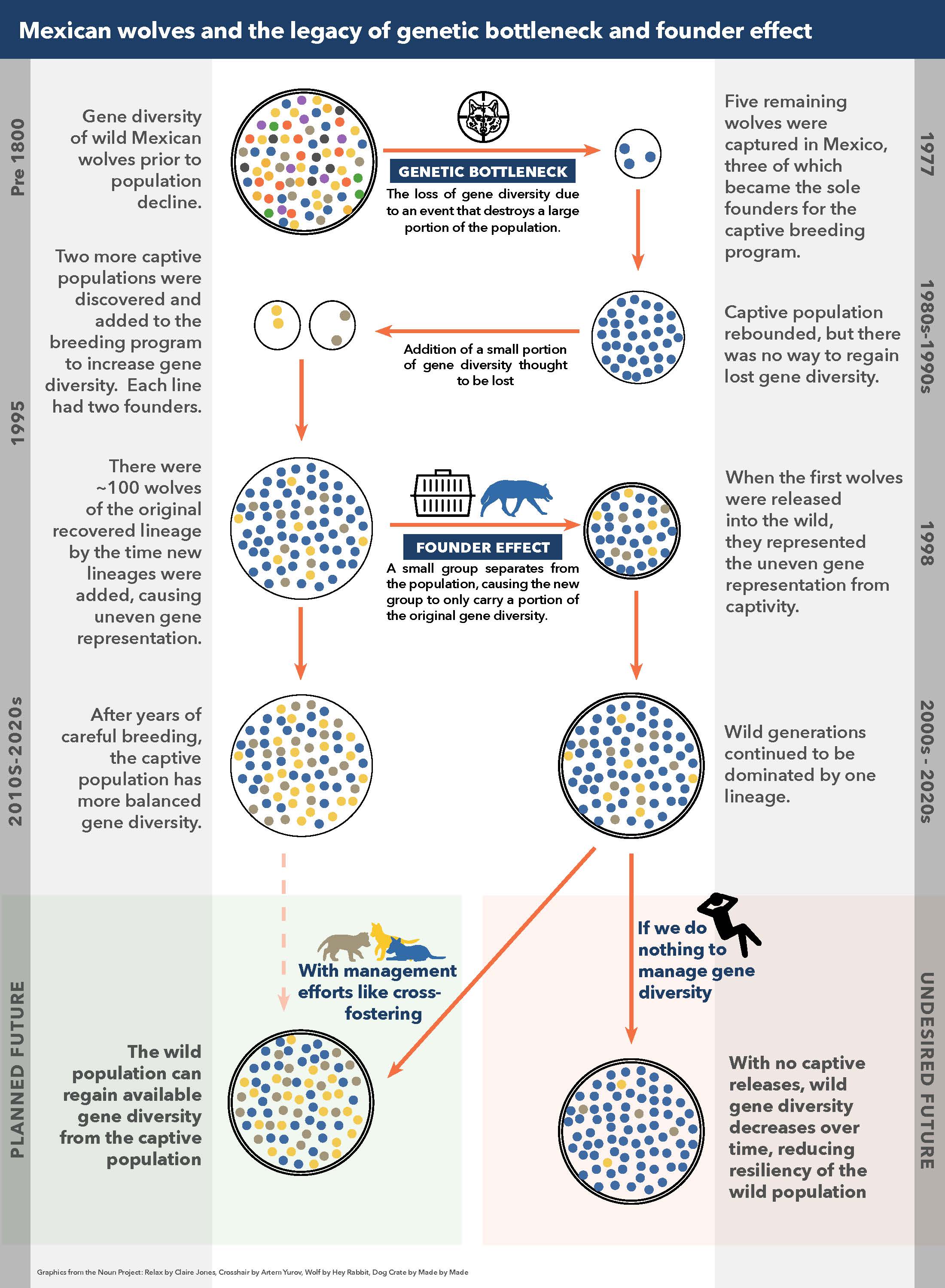 Mexican wolves and the legacy of bottleneck and founder effect